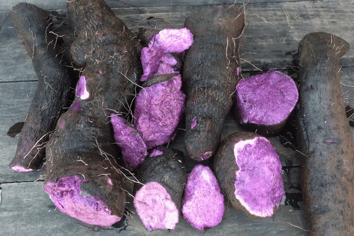 What Is Ube? Complete Guide to Purple Yam